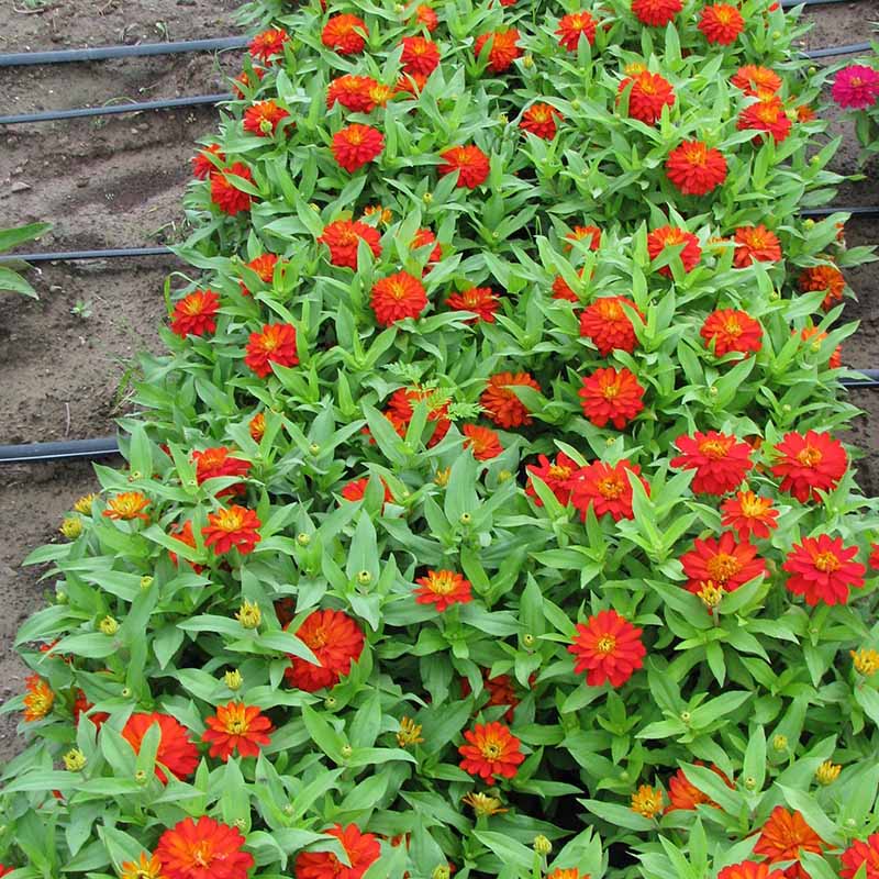 Zinnia Zahara Double Fire