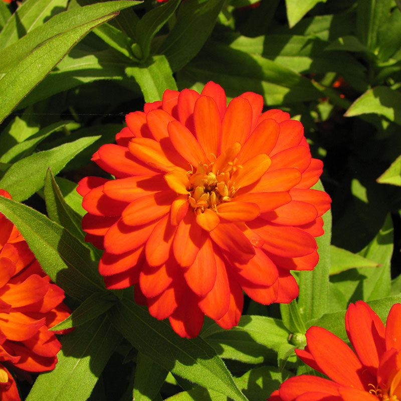 Zinnia Zahara Double Fire