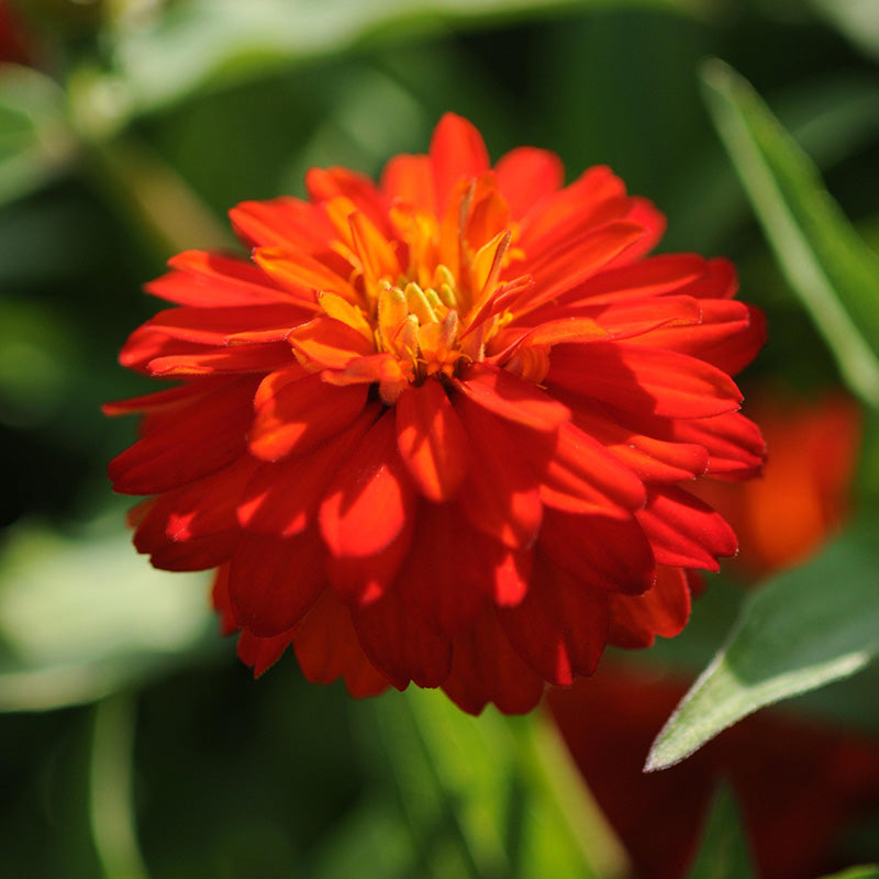 Zinnia Zahara Double Fire