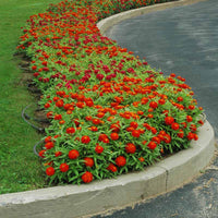 Zinnia Zahara Double Fire