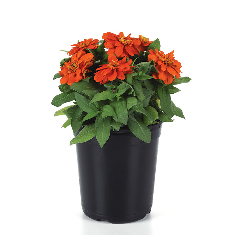 Zinnia Zahara Double Fire