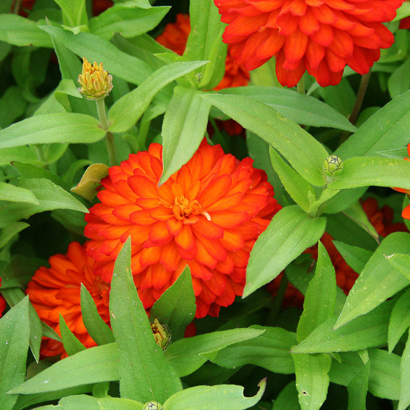 Zinnia Zahara Double Fire