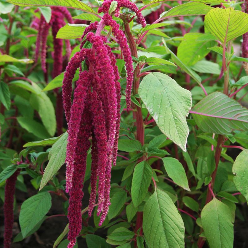 Amaranthus Caudatus Red Seed