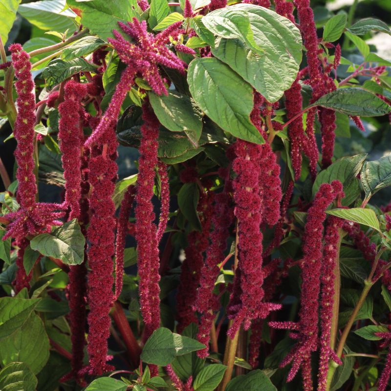 Amaranthus Caudatus Red Seed