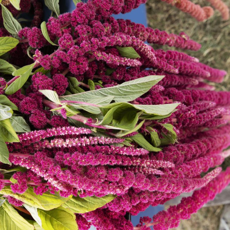 Amaranthus Caudatus Red Seed