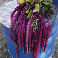 Amaranthus Caudatus Red Seed