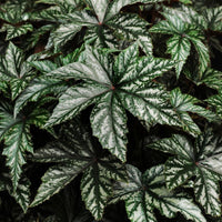 Begonia Gryphon F1 Seed