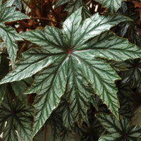 Begonia Gryphon F1 Seed