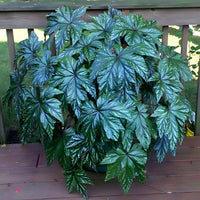 Begonia Gryphon F1 Seed