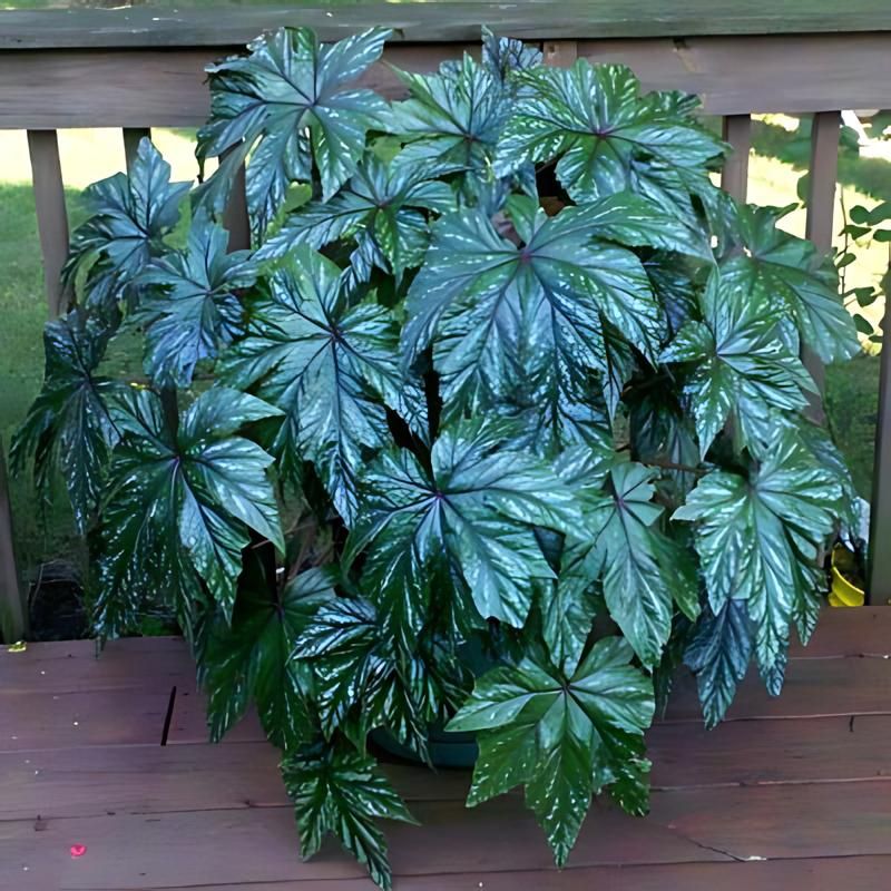 Begonia Gryphon F1 Seed