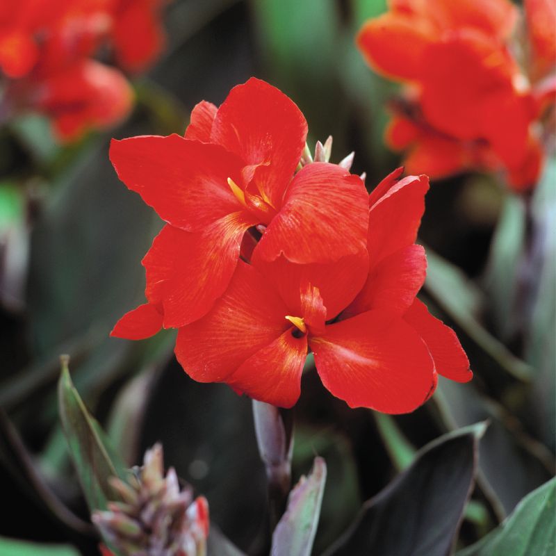 Canna Tropical Bronze Scarlet Seed