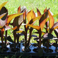 Canna Tropical Bronze Scarlet Seed