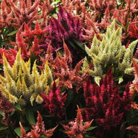 Celosia Celway Mix Seed