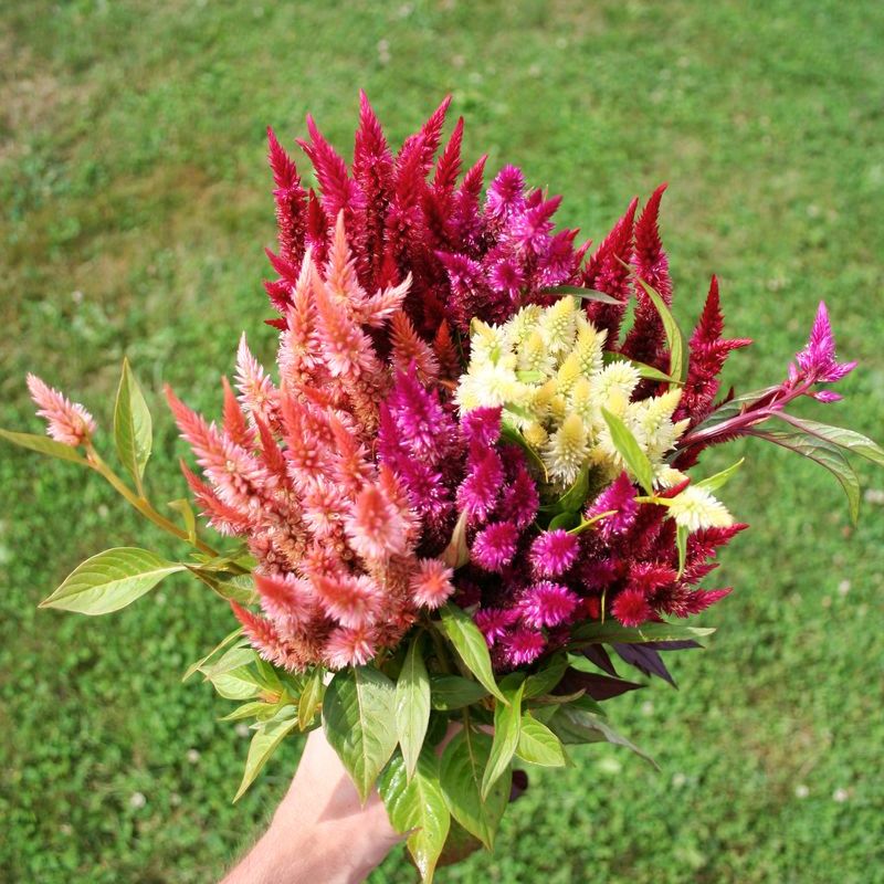 Celosia Celway Mix Seed – Harris Seeds