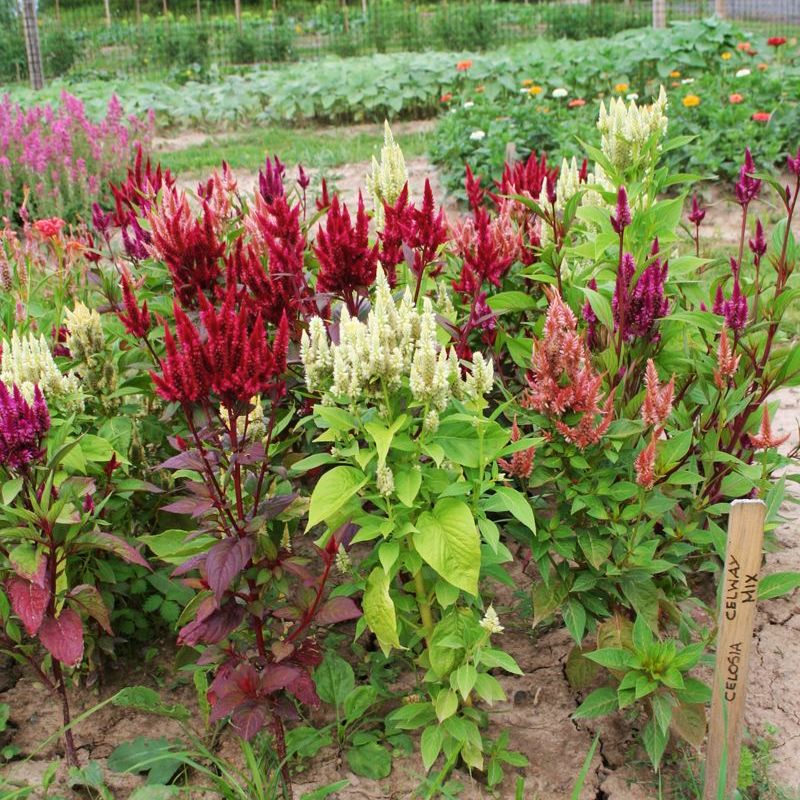 Celosia Celway Mix Seed