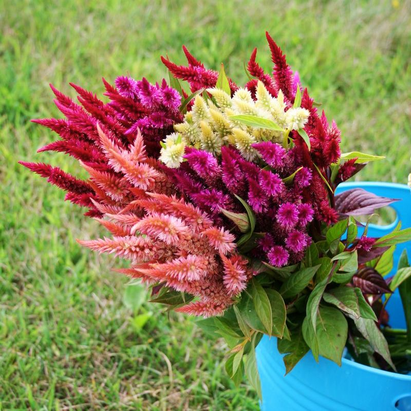 Celosia Celway Mix Seed – Harris Seeds