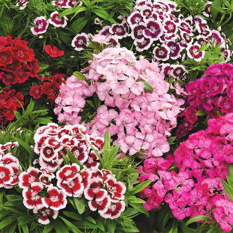 Dianthus Diabunda Mix F1