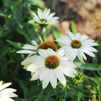 Echinacea PowWow White Seed