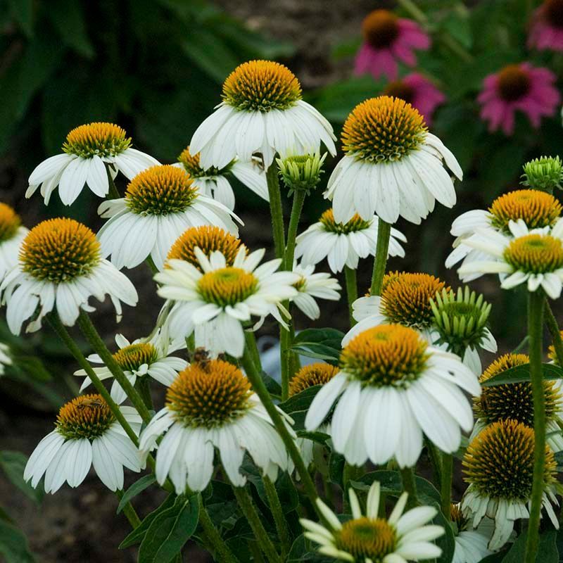 Echinacea PowWow White Seed