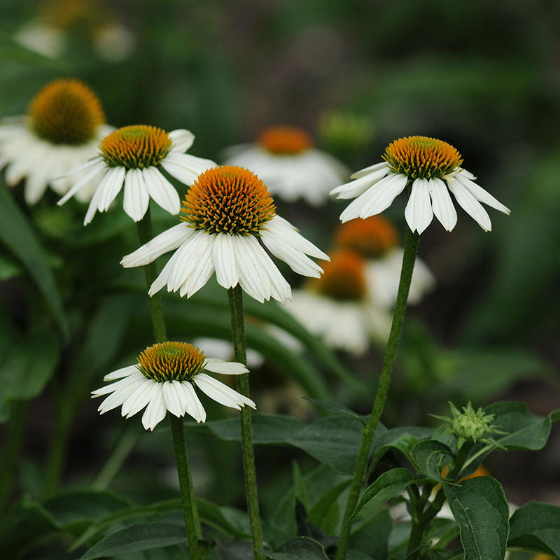 Echinacea PowWow White Seed