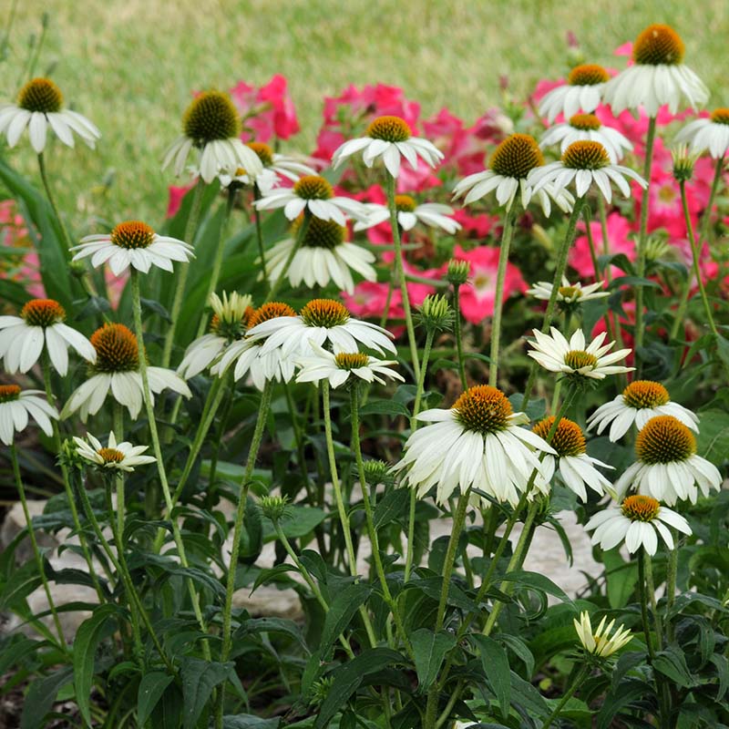 Echinacea PowWow White Seed