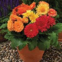 Gerbera Cartwheel Autumn Colors F1 Seed