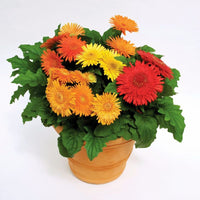 Gerbera Cartwheel Autumn Colors F1 Seed