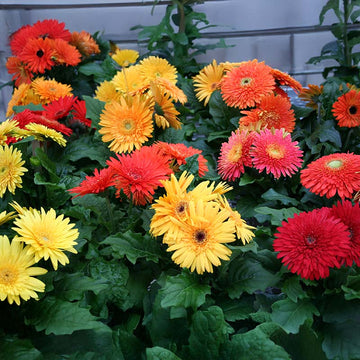 Gerbera Cartwheel Autumn Colors F1 Seed