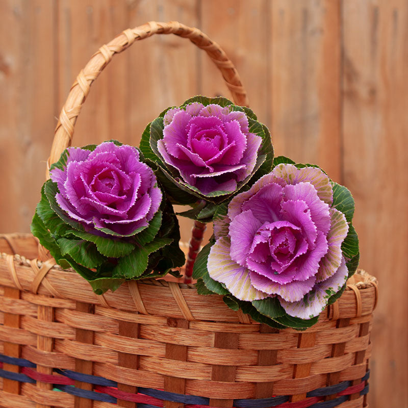 Ornamental Kale Lucir Rose F1 Seed