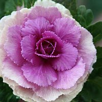 Ornamental Kale Lucir Rose F1 Seed