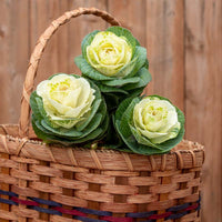 Ornamental Kale Lucir White F1 Seed