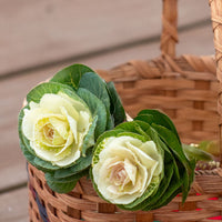 Ornamental Kale Lucir White F1 Seed