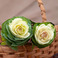 Ornamental Kale Lucir White F1 Seed