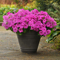 Petunia Easy Wave Neon Rose F1 Seed