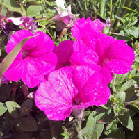 Petunia Easy Wave Neon Rose F1 Seed