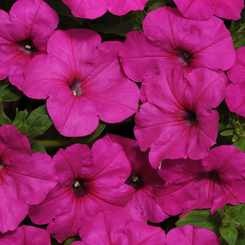 Petunia Easy Wave Neon Rose F1 Seed