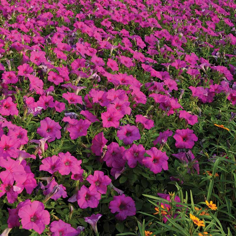 Petunia Easy Wave Neon Rose F1 Seed