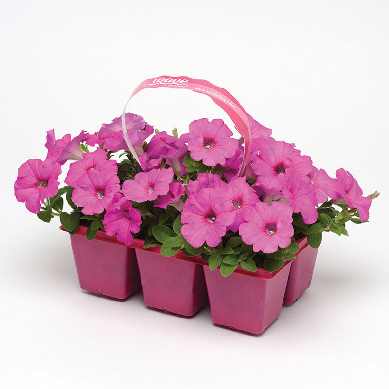 Petunia Easy Wave Neon Rose F1 Seed