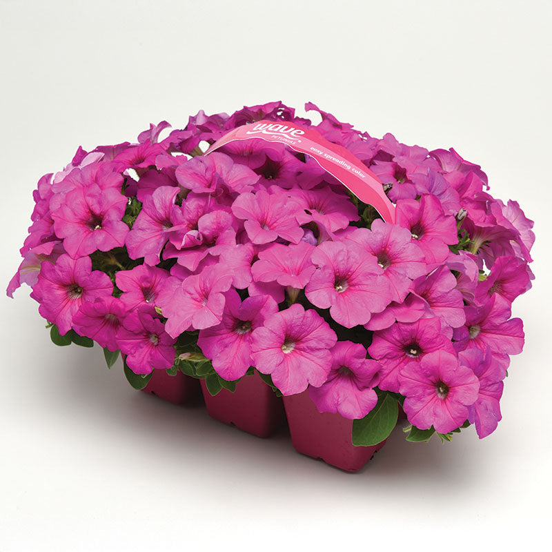 Petunia Easy Wave Neon Rose F1 Seed