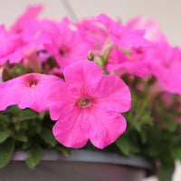 Petunia Easy Wave Neon Rose F1 Seed