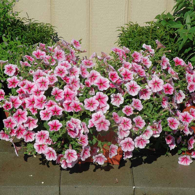 Petunia Opera Supreme Raspberry Ice F1 Seed – Harris Seeds