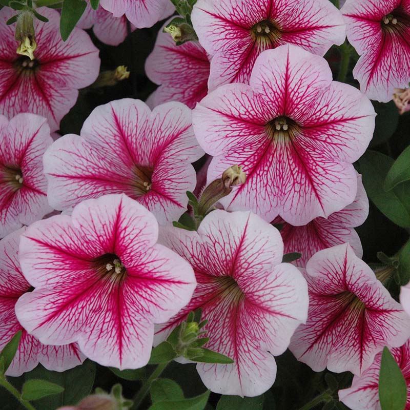 Petunia Opera Supreme Raspberry Ice F1 Seed