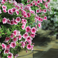 Petunia Opera Supreme Raspberry Ice F1 Seed