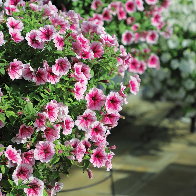 Petunia Opera Supreme Raspberry Ice F1 Seed – Harris Seeds