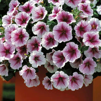 Petunia Opera Supreme Raspberry Ice F1 Seed