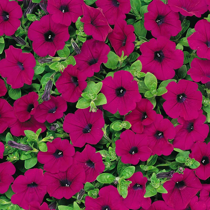 Petunia Wave Purple F1 Seed