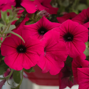 Petunia Wave Purple F1 Seed