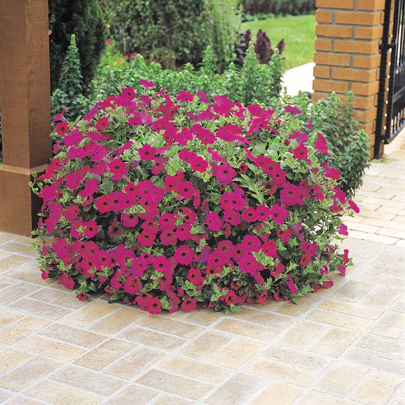 Petunia Wave Purple F1 Seed