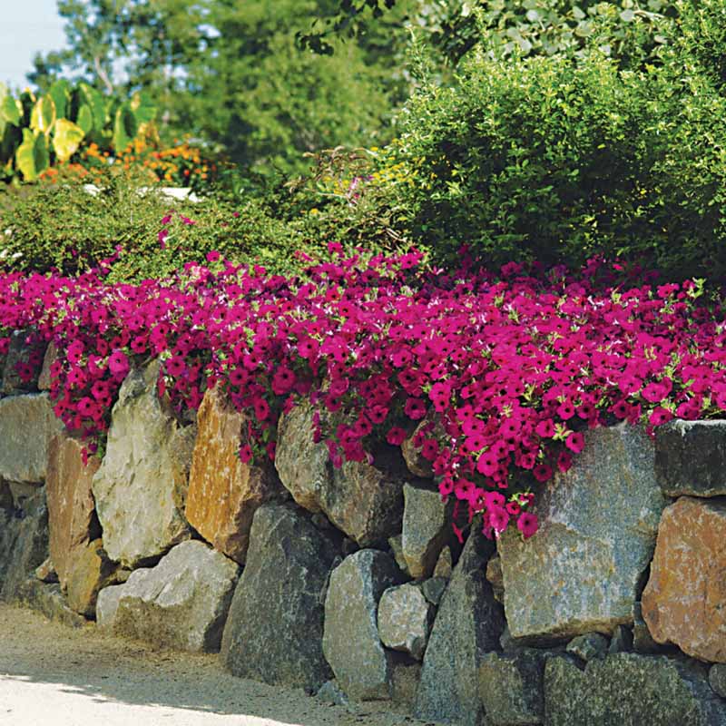 Petunia Wave Purple F1 Seed