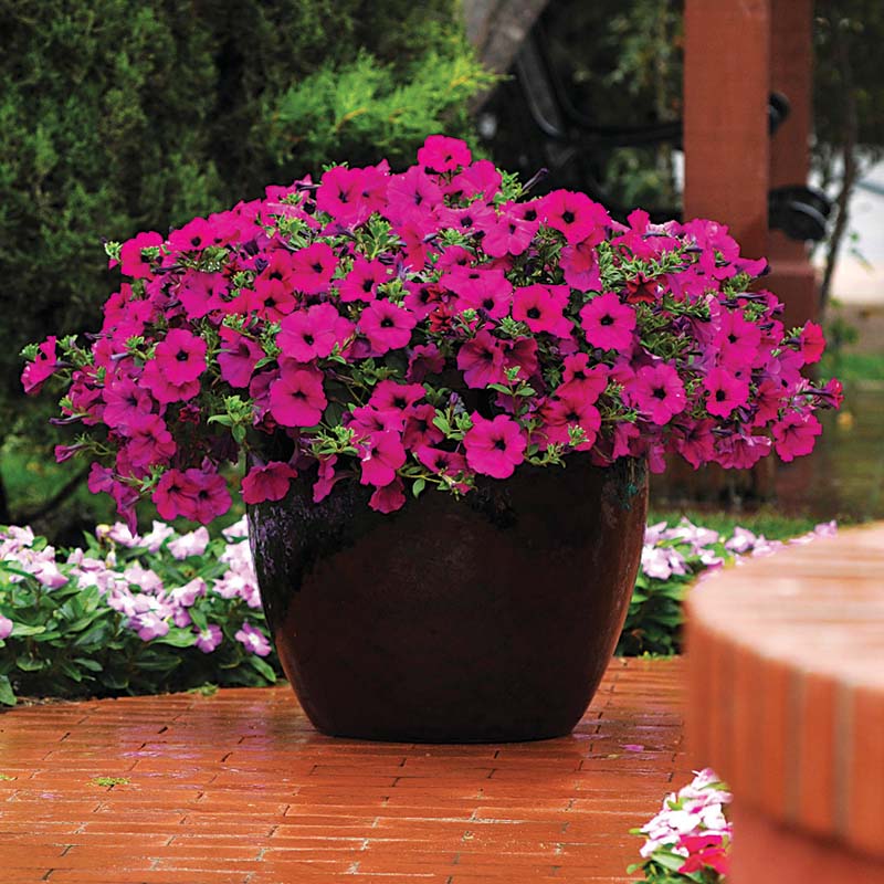 Petunia Wave Purple F1 Seed